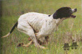 Pedigree DARIO VON DER POSTSCHWAIGE Pedigree DARIO VON DER POSTSCHWAIGE